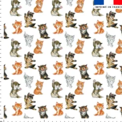 Chatons roux gris et tigrés - Fond blanc