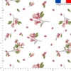 Fleur de grenade et pépin- Fond blanc